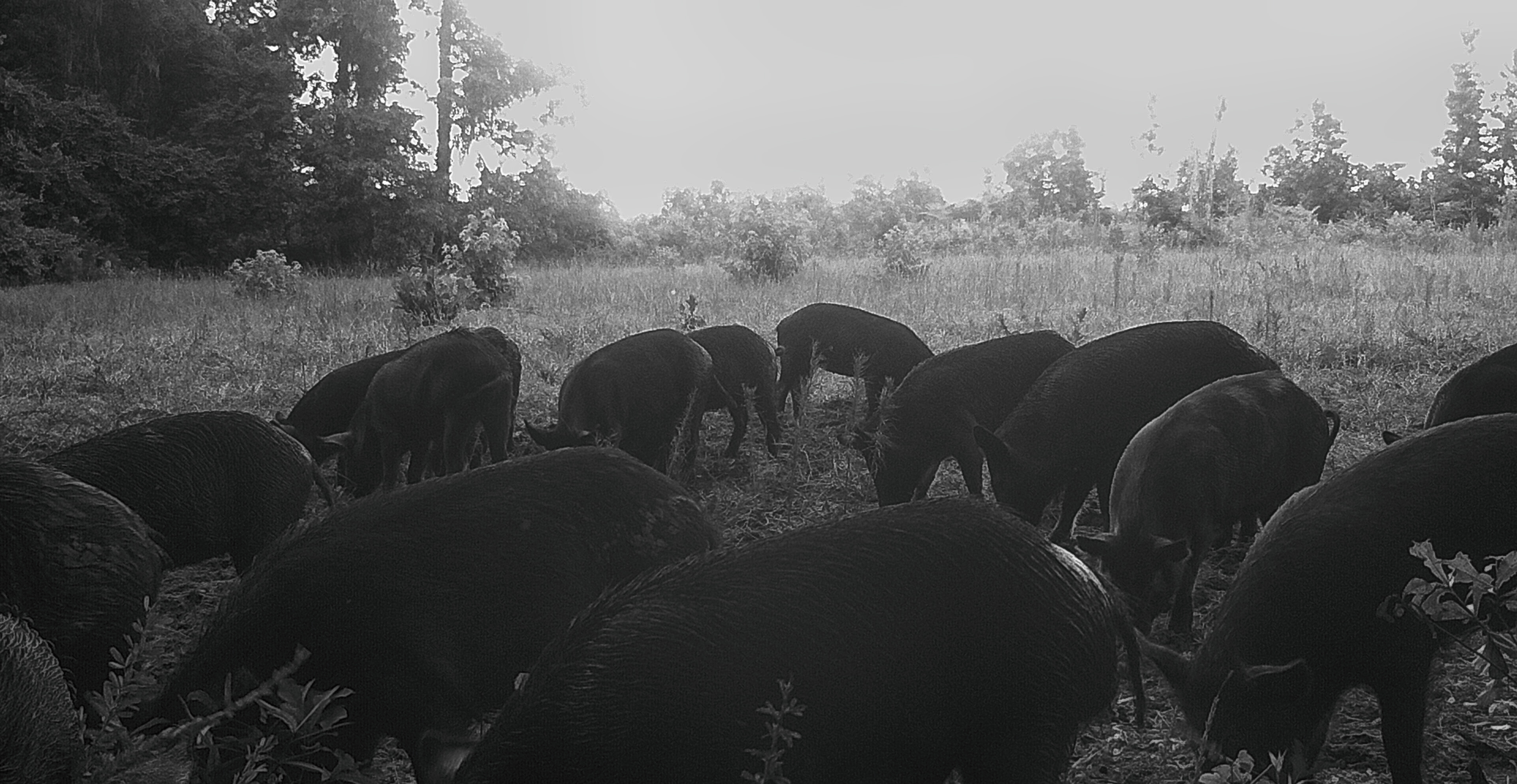Low Country Hunting at Garnett
