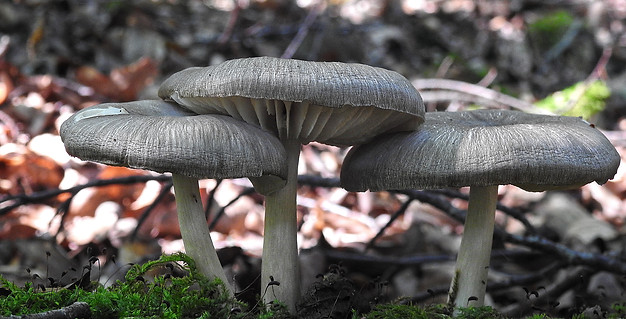 Breitblättriger Rübling Kkl.jpg
