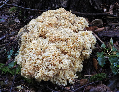 Krause Glucke kl.jpg