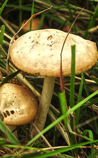 Nelkenschwindling kl.jpg