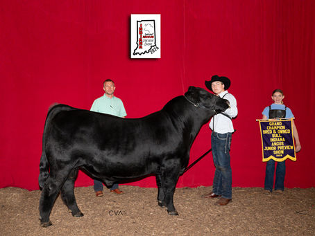 2026 Indiana Junior Angus Preview Show