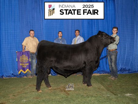 2025 Indiana State Fair Angus Show