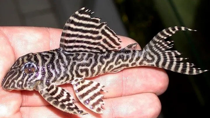 Tiger pleco fish clearance