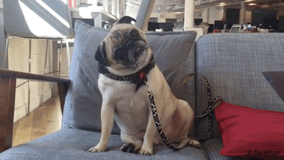 342d01_6f1fb7bed9da4055a8585a5d6293ef2d~mv2.gif