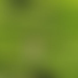 Munnar - fifty shades of tea green