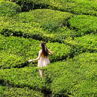 Munnar - fifty shades of tea green