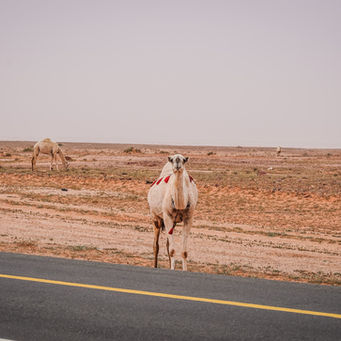 Impressions & Thoughts: Traffic, Gas Stations, Expo2030 and Formula 1 in Saudi