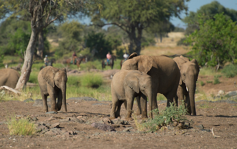 Elephants with horseriders and horses in the background on a horseback safari.