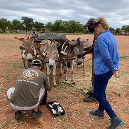 Vet studnets treating donkeys on the mixed veterinary experience, south africa.
