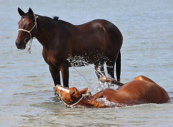 Two horses playing in the sea in Mozambique.