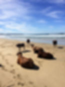 Wild Inside Adventures South Africa Inguni Cows At Beach
