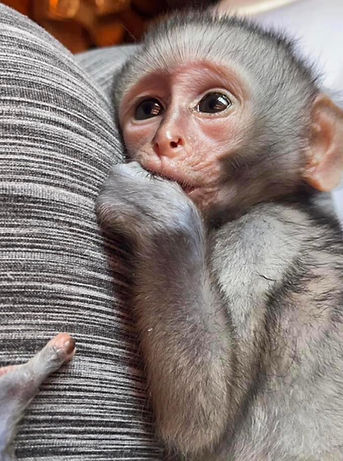 Baby vervet monkey