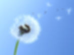 Dandelion%20Leaves_edited.jpg