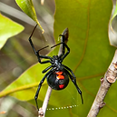 black-widow-leaves_edited.png
