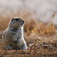 richardson ground squirrel (1).jpg