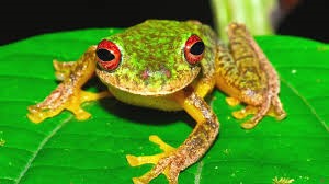 frog