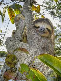 sloth