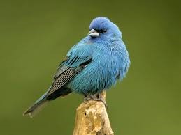 birds