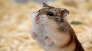 ham