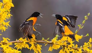 bird