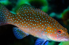 fish