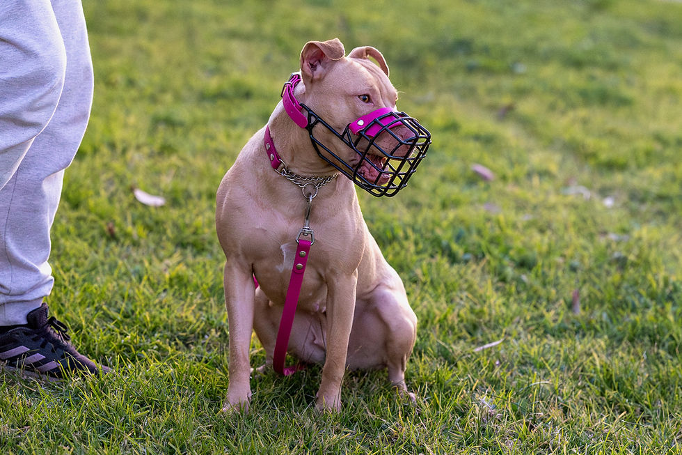 Thumbnail: Nextgen Wire Basket Dog Muzzle