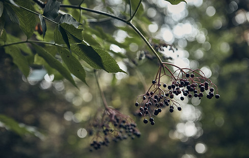 Wild Berries