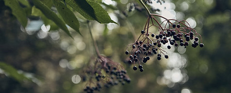 Wild Berries