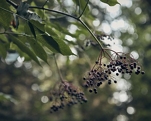 Wild Berries