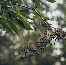 Wild Berries