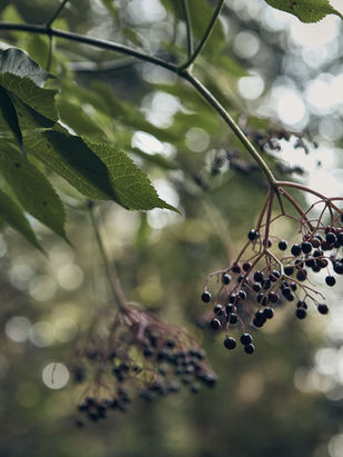 A Sonnet Without Longing