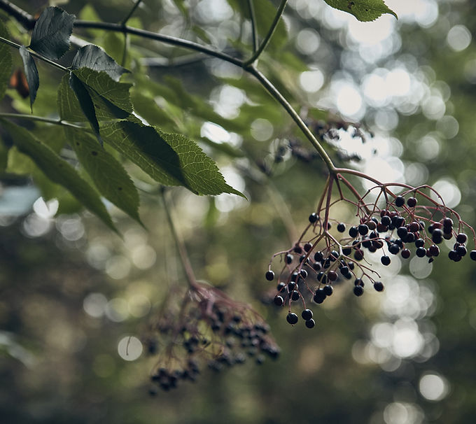 Elderberry Branch Close-Up