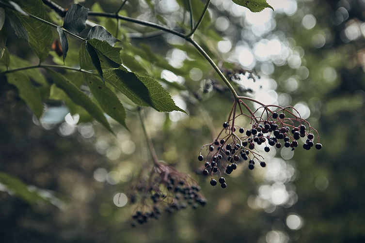 Wild Berries