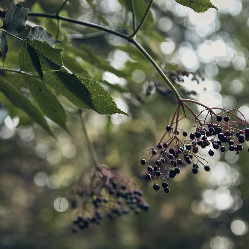 EGDO - Foraging Walk with Fred - Walk 1