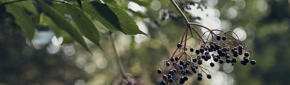 Wild Berries
