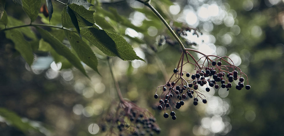 Wild Berries
