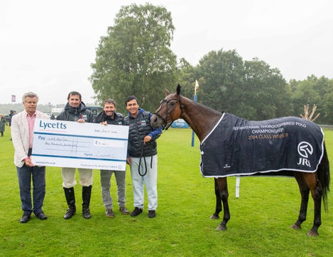 thoroughbred polo ponies