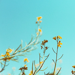 Branches de printemps