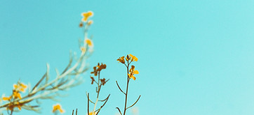Spring Branches