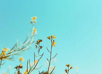 Spring Branches