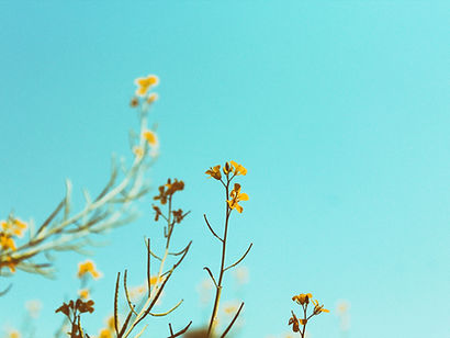 Spring Branches