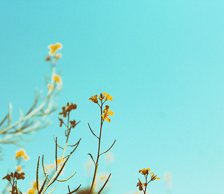 Branches de printemps