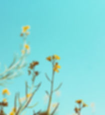 Spring Branches