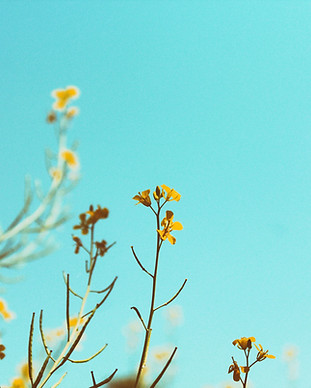 Spring Branches