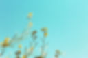 Spring Branches