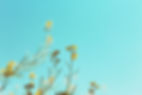 Spring Branches