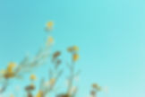 plantes sauvages