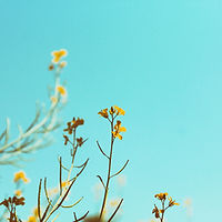 Spring Branches