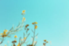 Spring Branches