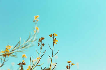 Branches de printemps